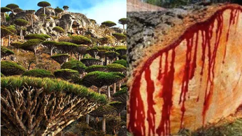 索科特拉岛龙血树